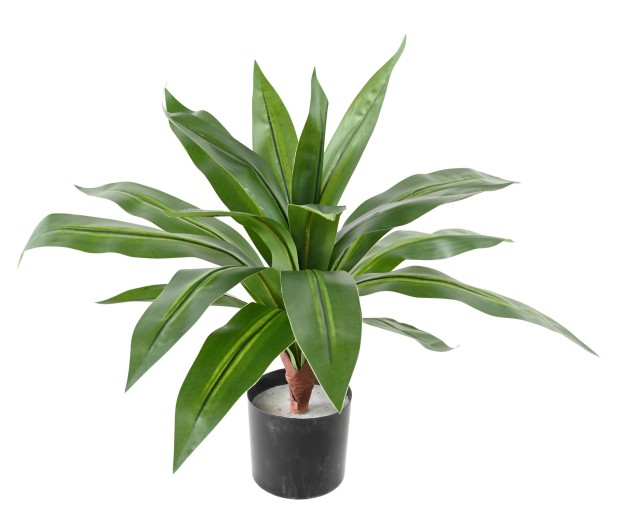 DRACAENA LARGE