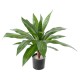 DRACAENA LARGE