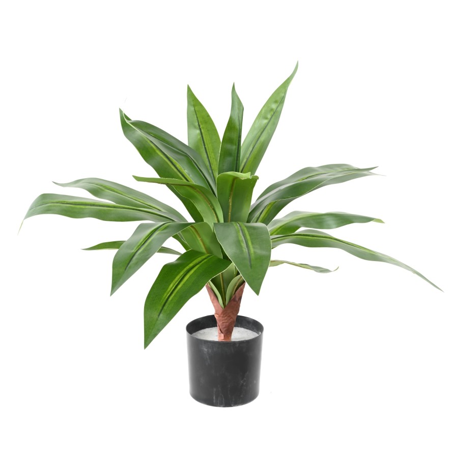 DRACAENA LARGE