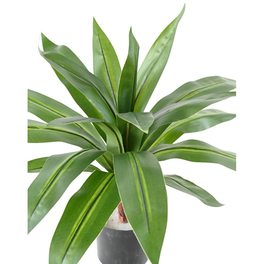 DRACAENA LARGE