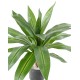 DRACAENA LARGE