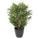 BUIS NEW BUISSON UV EN BOLL