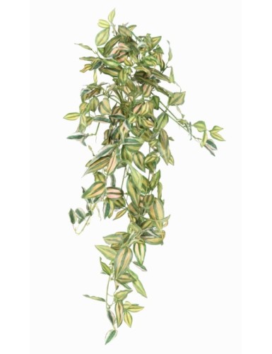 TRADESCANTIA ZEBRINA CHUTE 80