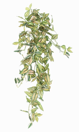 TRADESCANTIA ZEBRINA CHUTE 80