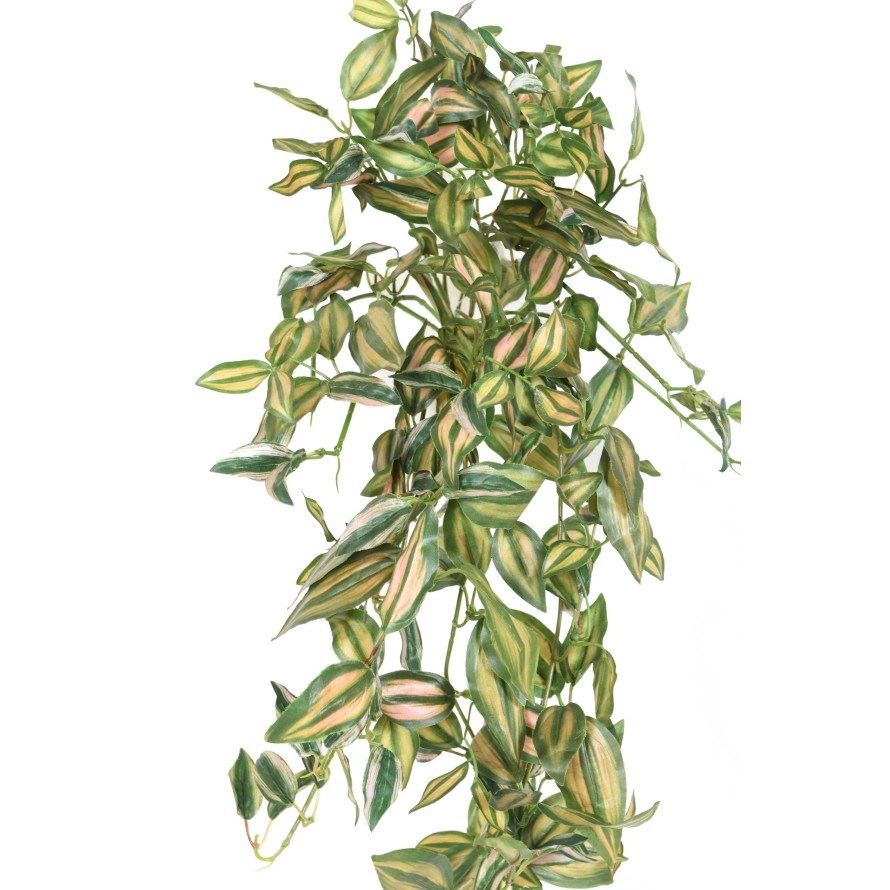 TRADESCANTIA ZEBRINA CHUTE 80