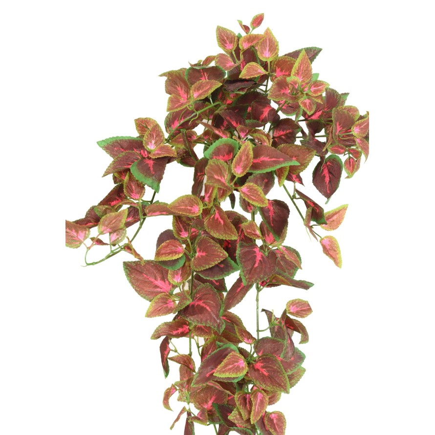 COLEUS CHUTE 75