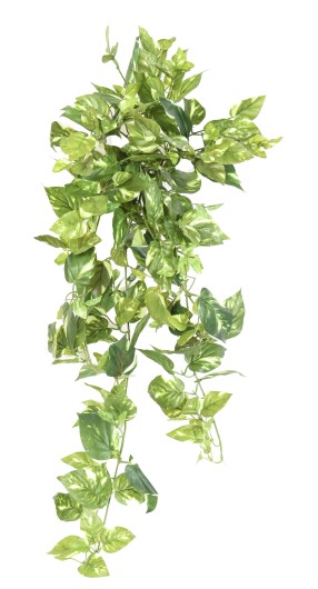 POTHOS MINI CHUTE 80