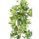 POTHOS MINI CHUTE 80