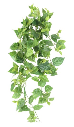 POTHOS MINI CHUTE