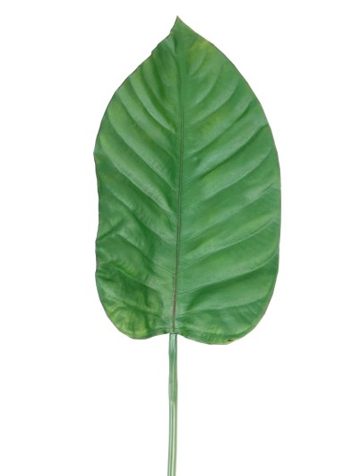 ALOCASIA LEAF 100