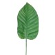 ALOCASIA LEAF 100