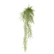 ASPARAGUS FERN 120