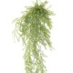 ASPARAGUS FERN 120