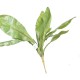 ASPLENIUM S