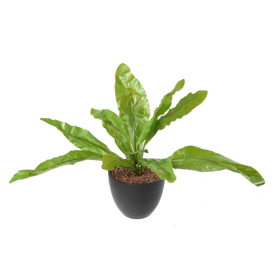 ASPLENIUM L