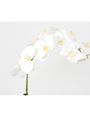 PHALAENOPSIS MOTTE 85