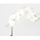 PHALAENOPSIS MOTTE 85