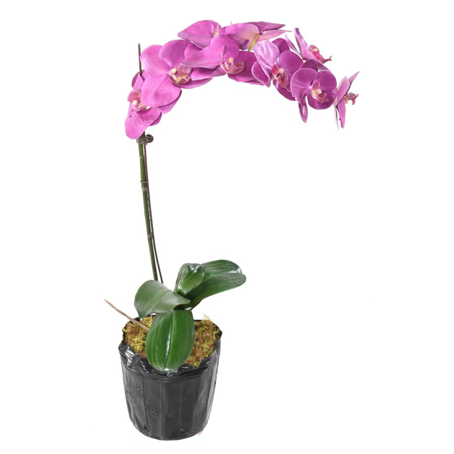 PHALAENOPSIS MOTTE 60