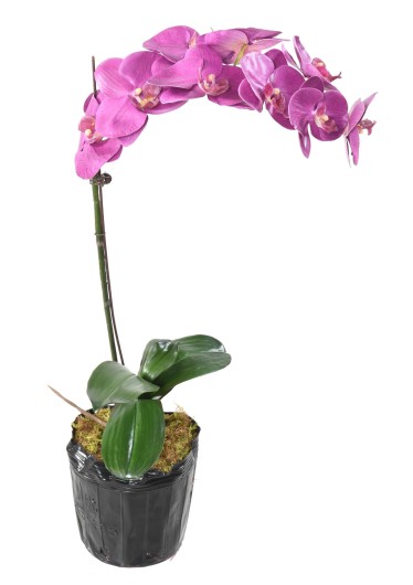 PHALAENOPSIS MOTTE 60