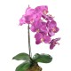 PHALAENOPSIS MOTTE 60