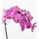 PHALAENOPSIS MOTTE 60