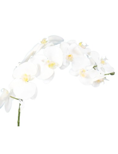 PHALAENOPSIS MOTTE 60