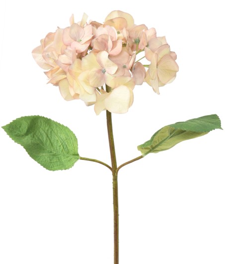 HORTENSIA TETE