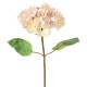 HORTENSIA TETE