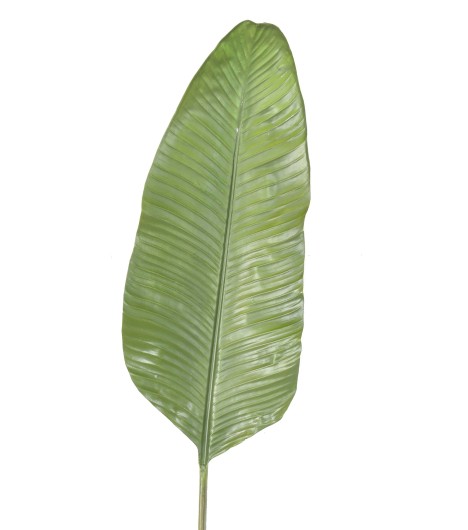 STRELITZIA LEAF 165