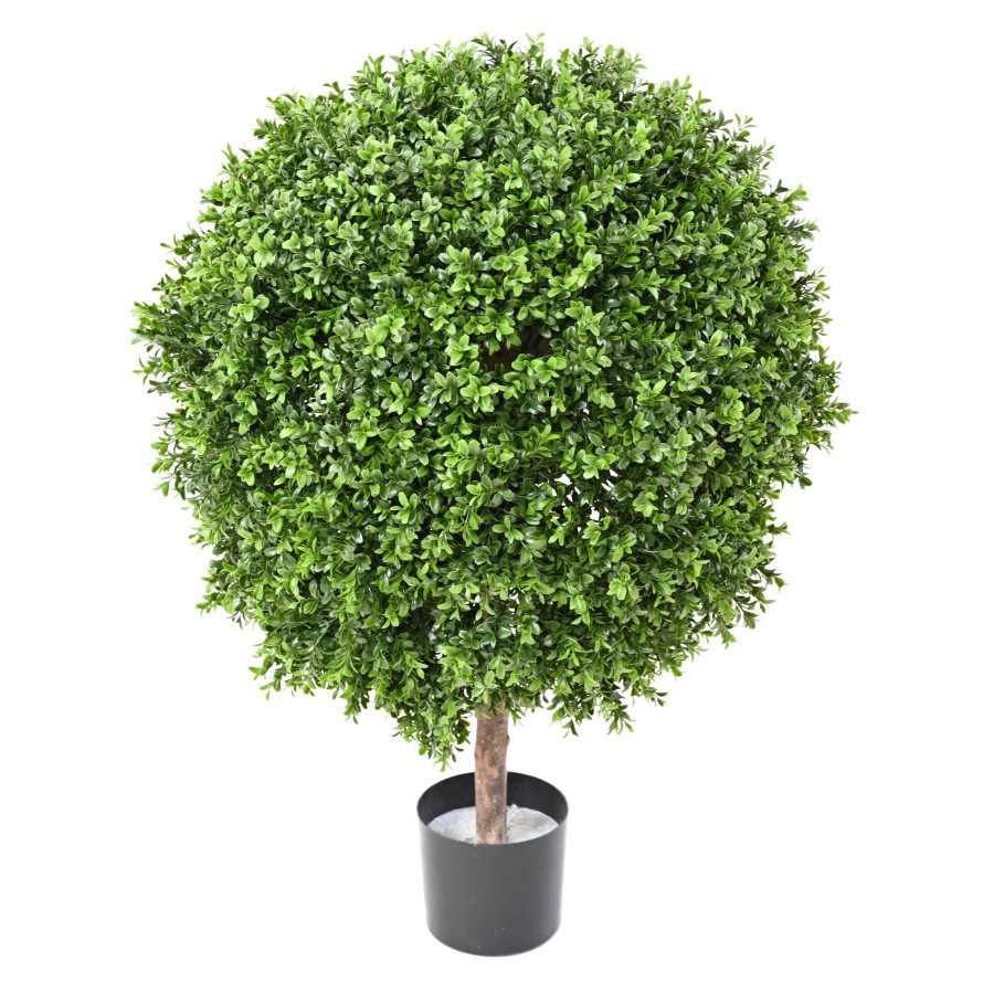 BOXWOOD BALL NEW REGULAR UV