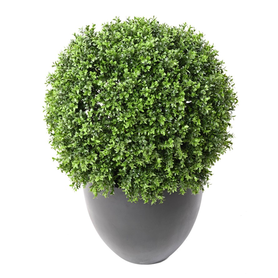 BOXWOOD BALL NEW REGULAR UV