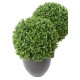 BOXWOOD BALL NEW REGULAR UV