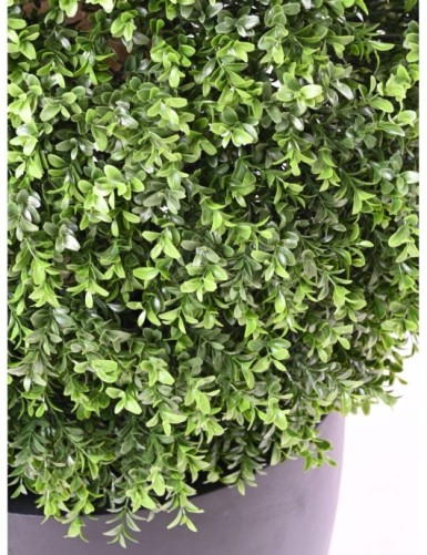 BOXWOOD BALL NEW REGULAR UV