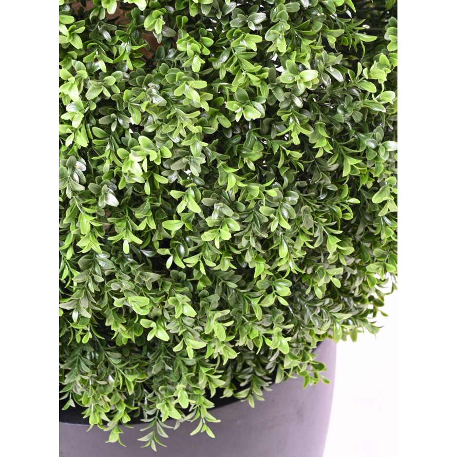 BOXWOOD BALL NEW REGULAR UV