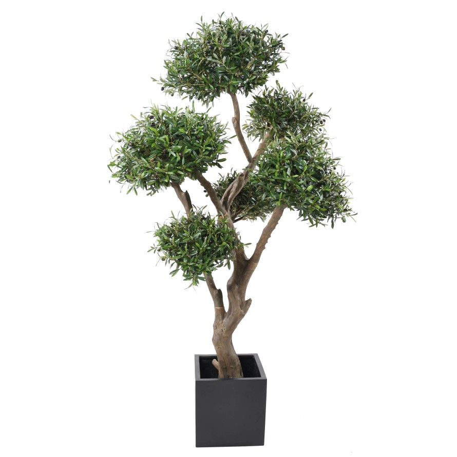 OLIVIER BONSAI MULTI TETE