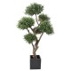 OLIVIER BONSAI MULTI TETE