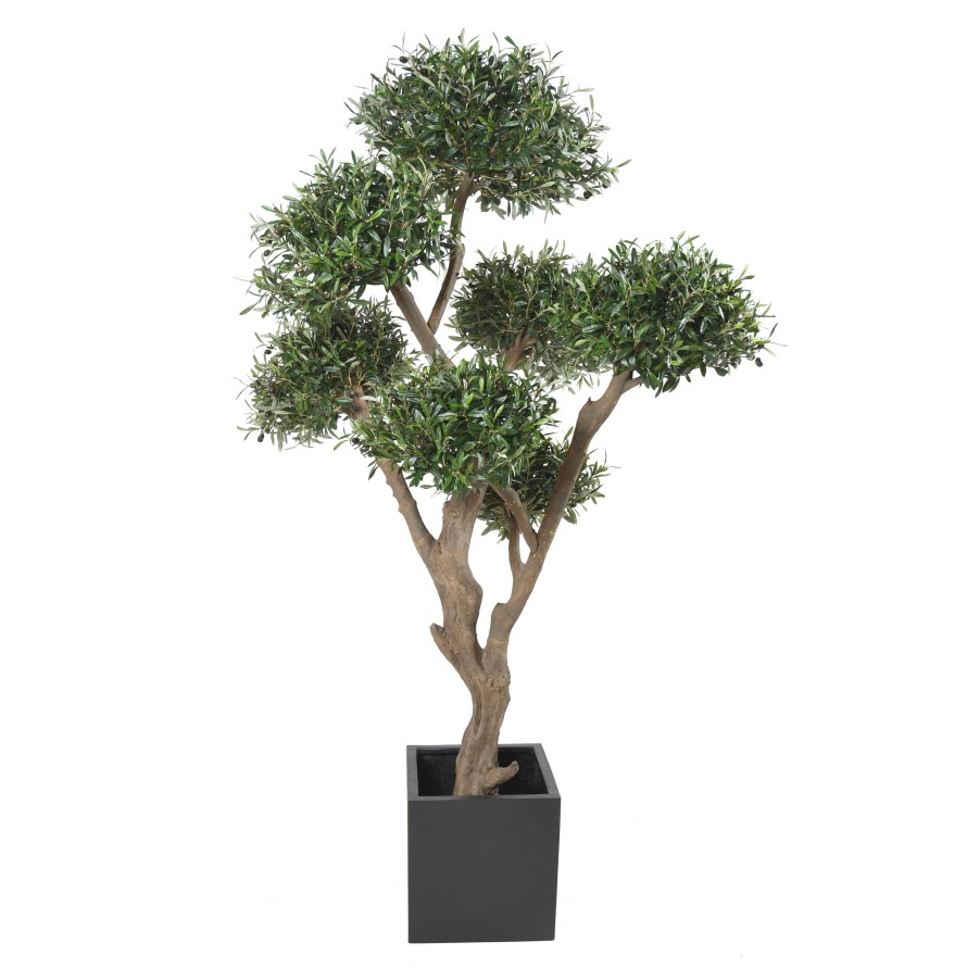 OLIVIER BONSAI MULTI TETE