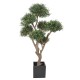 OLIVIER BONSAI MULTI TETE