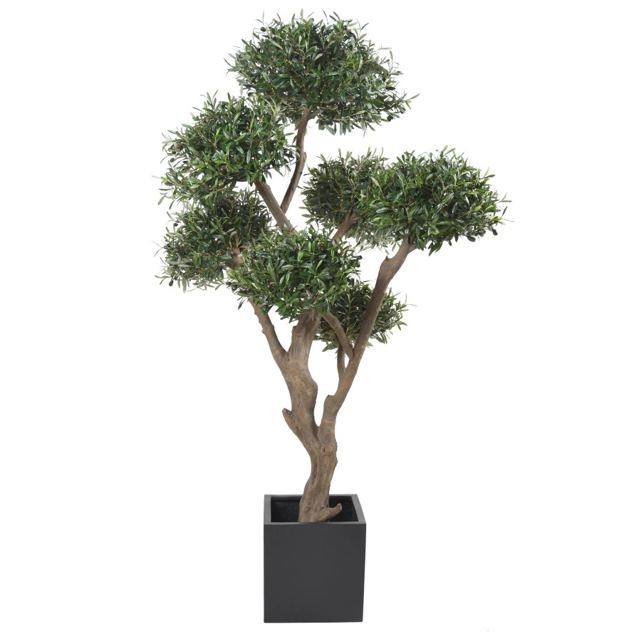 OLIVIER BONSAI MULTI TETE