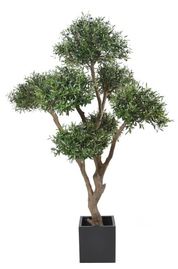 OLIVIER BONSAI MULTI TETE