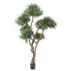 OLIVIER BONSAI MULTI TETE