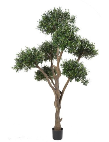 OLIVIER BONSAI MULTI TETE