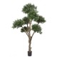 OLIVIER BONSAI MULTI TETE