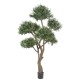 OLIVIER BONSAI MULTI TETE