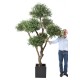 OLIVIER BONSAI MULTI TETE