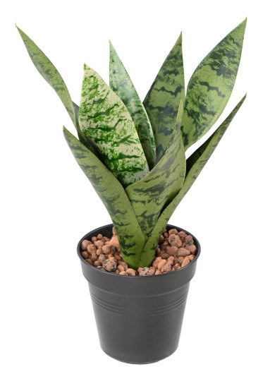 SANSEVIERIA PIQUET *9