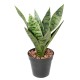 SANSEVIERIA PIQUET *9