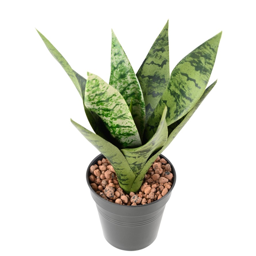 SANSEVIERIA PIQUET *9