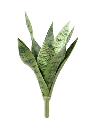 SANSEVIERIA PIQUET *9