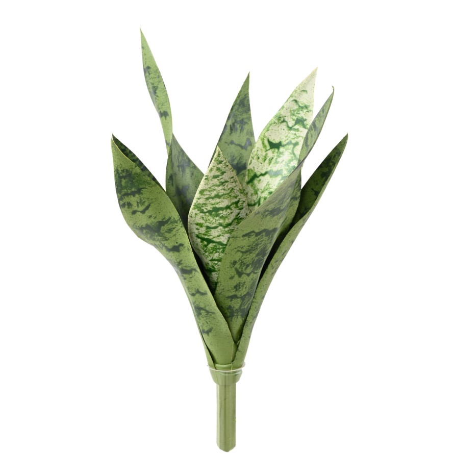 SANSEVIERIA PIQUET *9